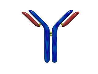 Antibody