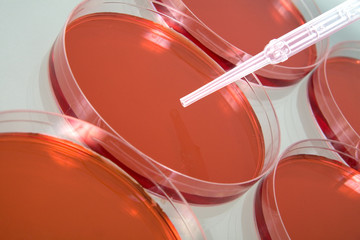 Petri dishes with chemicals in them