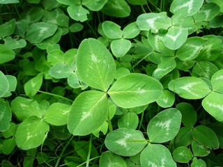 green clover