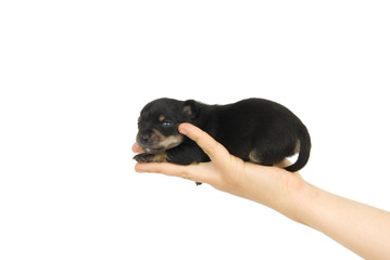 Black puppy on the hand.