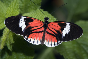 Fototapeta na wymiar Piano Key Butterfly, Heliconius melpomene