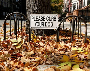 Autumn leaves cover an urban sidewalk with Curb Your Dog sign