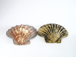 Two cockleshells