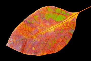 Colorful leaf on black background