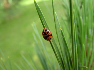 Ladybird
