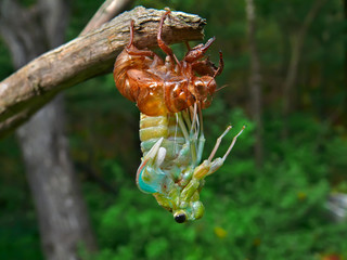 The Aborning Cicada 2