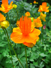 Fototapeta premium Globe-flover (Trollius chinensis) 1