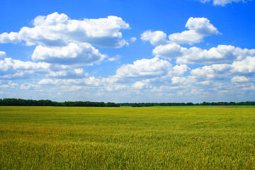 golden wheat field with blue cloudy sky