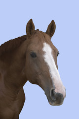 Obraz na płótnie Canvas tête de cheval