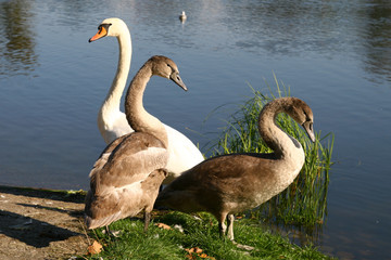 young and adult swans