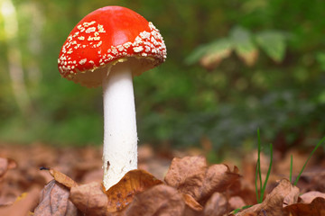 Mushroom in leaves