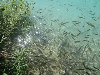 Fish in clear water
