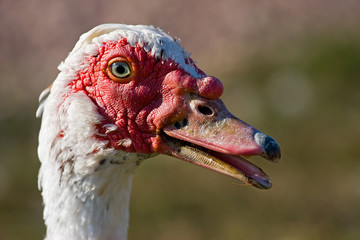 muscovy duck