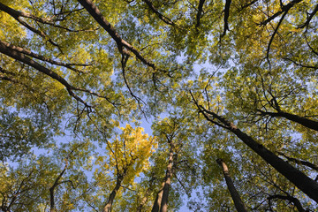 Autumn trees in forest