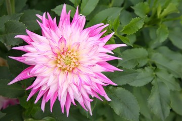 Fototapeta premium magenta dahlia flower