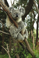 Australian koala sitting on a tree.