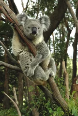 Abwaschbare Fototapete Koala Australischer Koala, der auf einem Baum sitzt.