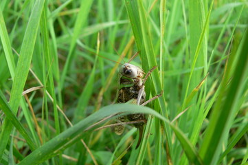 Grasshopper