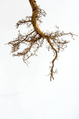 strong roots