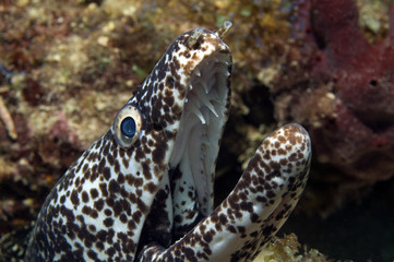 Spotted Moray Eel, Gymnothorax moringa