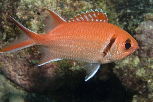 Blackbar Soldierfish, Myripristis jacobus