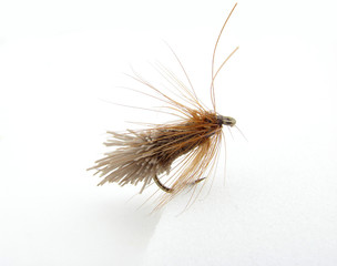 Obraz premium Lure