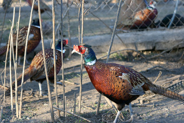 pheasant