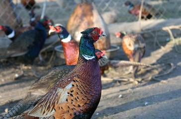 pheasant 1