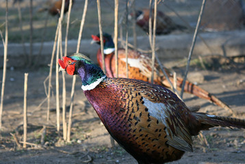 pheasant 4