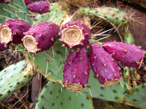 cactus fruit