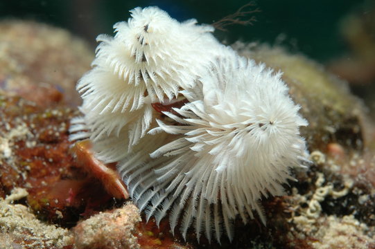Christmas Tree Worm, Spirobranchus giganteus