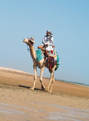 bedouin and a camel.