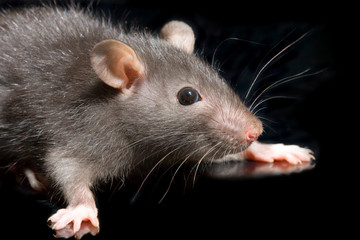 the small grey rat on black background