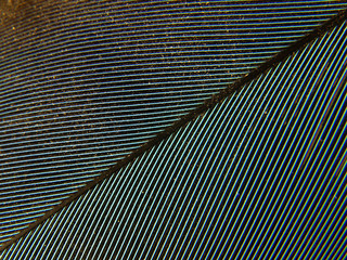Parrot feather close up.