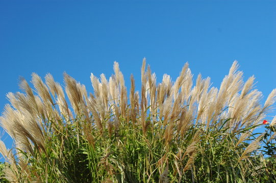 gras