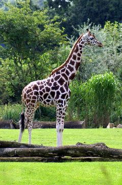 Giraffe 3