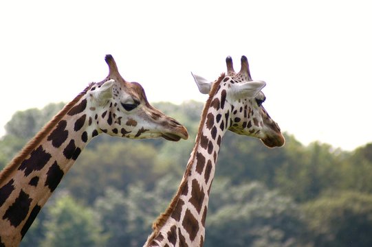 Giraffen 1