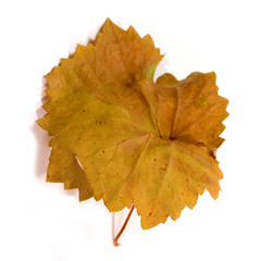 Fall leaves