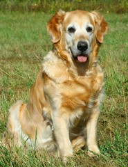 My darling dog - golden retriever