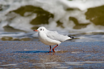 Watmöwe