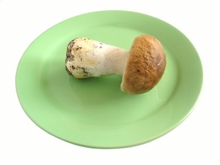 Fungus cep