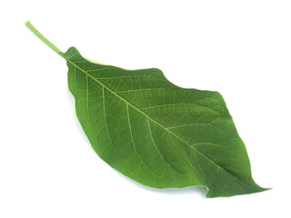 feuille duveteuse de datura