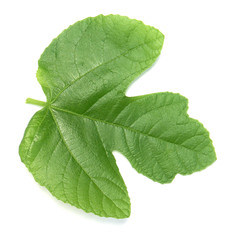 feuille de figuier