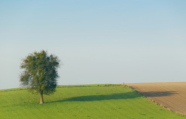 Fototapeta premium arbre solitaire