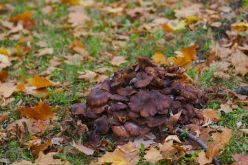 mushrooms of different...