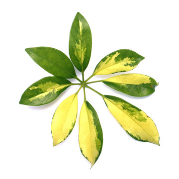 feuille de schefflera