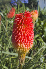 red hot poker