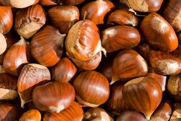 chestnut for background use