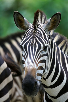 Fototapeta Zebras