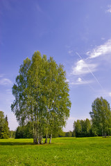 group of birches